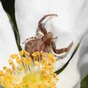 Xysticus sp (Ground Crab Spider).jpg